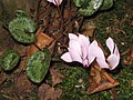 Cyclamen cilicium flowers & leaves (close-up)