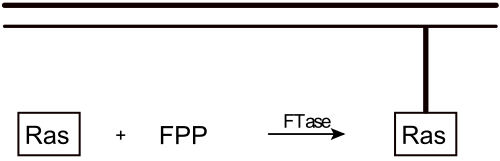 Darstellung der Farnesyltransferase