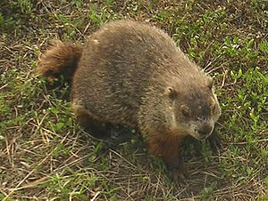 The groundhog (Marmota monax) is a rodent of t...