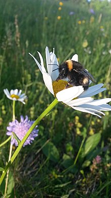 Dunkle Erdhummel auf Magerwiesen-Margerite