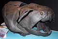 Lebka vyhynulé ryby rodu Dunkleosteus