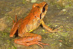 Eleutherodactylus danae