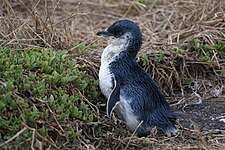 Little penguin (Eudyptula minor)