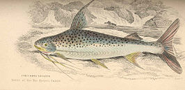 Platynematichthys notatus