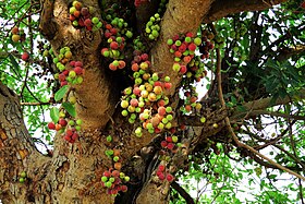 ညောင်သပြေ (Ficus racemosa)