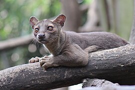 Fossa