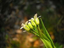 Bloemen, kelkbladen