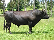 A bull with a nose ring that tethers him to a picket TORO.jpg