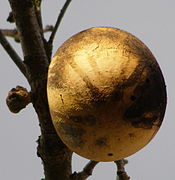 Жолчка од дабови јаболки на дабот Гари ( Quercus garryana ), округот Сонома, Калифорнија