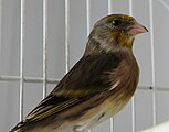 A domestic canary/goldfinch hybrid