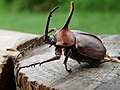 Miniatura para Escarabajo rinoceronte