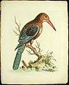 Peinture de martin-chasseur de Smyrne par Peter Paillou illustrant A natural history of birds de George Edwards, 1740–1750