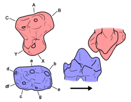 Haldanodon