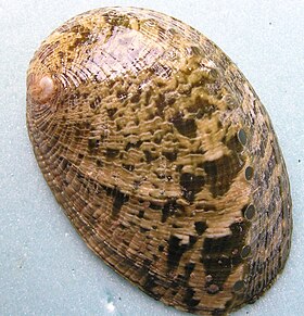 Concha de H. marmorata, vista por cima.