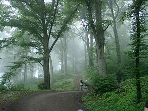 Der Heiligenberg im Nebel