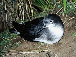 Huttons pijlstormvogel