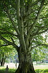 Buche (Rotbuche, Fagus sylvatica)