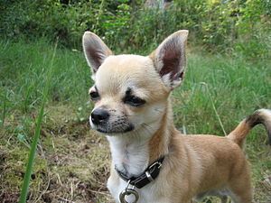 A Chihuahua squinting in the sunlight. Español...