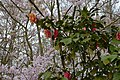 Camélia et cerisier du Japon au printemps