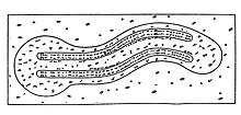 Le schéma du chromosome par Koltsov.