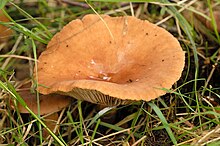 Roosapiimane riisikas Lactarius acris