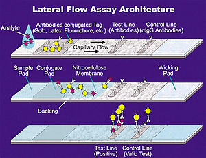 Rapid antigen test functioning by lateral flow assay. Lateral Flow Assay.jpg