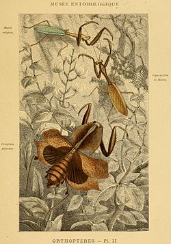 Богомол звичайний, його оотека та самиця Deroplatys desiccata (з книги Ротшільд «Комахи», 1878)