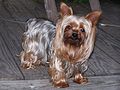 A silver-blue and pale cream Yorkshire Terrier.