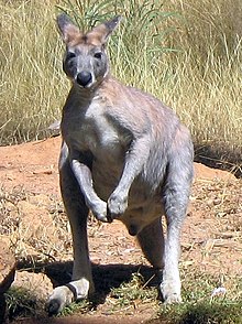 Macropus antilopinus 1.jpg