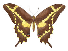 Butterfly Schaus Swallowtail