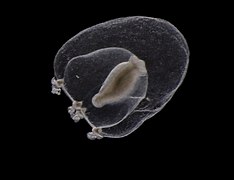 Margelopsis hartlaubi, un Margelopsidae.