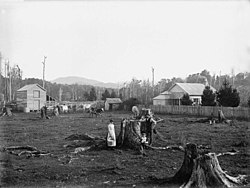 Matamau and tree stumps in 1880s