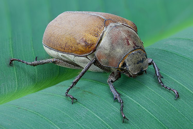 Légé dina daun cau