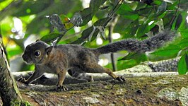 Microsciurus santanderensis