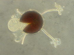 Cleistothecium van Microsphaera plantani