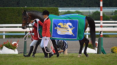 2016年冠軍「覓奇島」