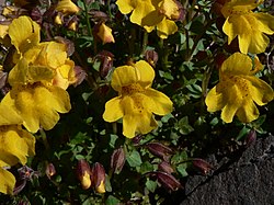 Mimulus tilingii