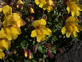 Mimulus tilingii