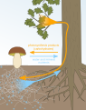 菌根菌と樹木の共生関係のイメージ