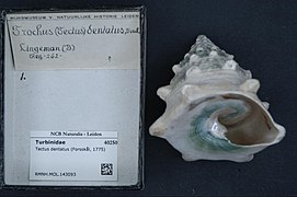 Tectus dentatus