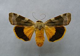 Noctua fimbriata