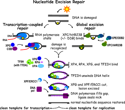 Diagram of both the TC-NER and GG-NER pathways. The two pathways differ only in initial DNA damage recognition. Nucleotide Excision Repair-journal.pbio.0040203.g001.png