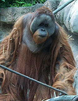 Gammel han af Borneo-orangutang