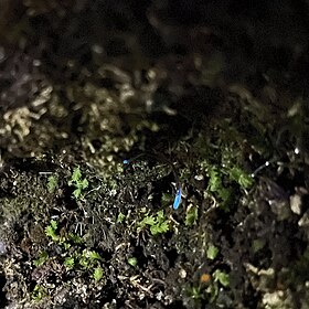 Larva do Diptera Orfelia fultoni brilha no solo musgoso de uma floresta da Geórgia, Estados Unidos. Suas extremidades emitem uma luz azul que é usada para atrair as suas presas.[1]