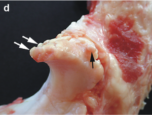 Small marginal osteophytes (arrows) of the processus anconeus of the ulna can be seen in this gross pathological specimen of a sow.