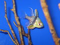 Pajama Cardinalfish