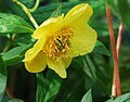 Flos flavus (ex Paeonia lutea)