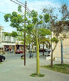 Ejemplar juvenil de C. speciosa, en Rosario (Argentina)