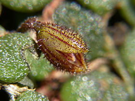 Phloeophila nummularia