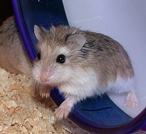 Hamster nain de Roborowski (P. roborovskii)